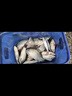 誘魚(yú)超強誘魚(yú)粉釣魚(yú)一粒爆釣魚(yú)小藥添加劑黑坑野釣專(zhuān)用鯉鯽魚(yú)釣魚(yú) 藍色【黑坑專(zhuān)用】 曬單實(shí)拍圖