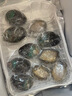 嚴謹新鮮熟凍大鮑魚三去免處理鮮活冷凍去齒去內臟9分熟堪比鮮活 9分熟堪比鮮活10頭*1袋 曬單實拍圖