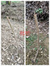 歐悟嫁接橙子苗 臍橙樹(shù)苗夏橙苗 晚臍橙苗盆栽地栽庭院陽(yáng)臺果樹(shù)苗 倫晚夏橙兩年苗 曬單實(shí)拍圖
