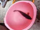蜘蛛（datacolor）美國蜘蛛鈦合金超細偷驢競技狼牙魚(yú)鉤滑口黑坑鯉魚(yú)鯽魚(yú)回鍋魚(yú)專(zhuān)用 超細偷驢競技狼牙黑色30枚 4號 曬單實(shí)拍圖