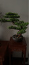 一木代傳 仿真盆景迎客松綠植禪意擺件新中式創(chuàng)意家居裝飾品開(kāi)業(yè)喬遷禮物 步步高升-迎客松 曬單實(shí)拍圖