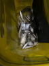 丸九國產(chǎn)特選濃腥 香組合鯽魚(yú)鰱鳙黑坑野釣魚(yú)餌 鯽魚(yú)鯉魚(yú)通用 2包腥 曬單實(shí)拍圖