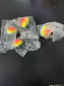 威和阿波漂浮漂球形魚漂磯釣浮漂海釣漁漂 5B（阿波漂B款） 曬單實拍圖