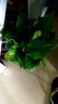 盆栽花卉绿植办公室红掌室内盆栽盆景大型绿植 绿萝 含盆栽好发货整体高度都在40厘米以上 实拍图