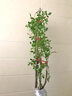 飛沭月季花苗瑞典女王灌木濃香奧斯汀系列耐寒庭院陽臺花卉 奧斯汀瑞典女王 2-3分叉中苗40厘米高左右 曬單實(shí)拍圖