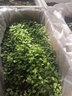 種菜記正宗山東膠州大白菜種子膠蔬秋季王白菜種籽冬儲(chǔ)早熟農(nóng)家蔬菜孑 膠州大白菜種子10克 2袋 曬單實(shí)拍圖