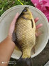 海龍王漂桶浮漂桶加厚加長抗壓魚漂收納透明可調(diào)大號漂盒釣魚漁具 單層 折疊浮漂桶 藍(lán)色 60cm 曬單實(shí)拍圖