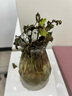 泰西絲水培植物盆栽綠植獨桿九里香+18貼紙玻璃瓶（顏色隨機）源頭直發(fā) 曬單實拍圖