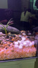 YEE海鹽殺菌鹽水族觀(guān)賞魚(yú)魚(yú)缸專(zhuān)用鹽殺菌抗菌鹽凈水通用魚(yú)鹽水質(zhì)消毒 【天然礦物海鹽500克】拍4發(fā)5 曬單實(shí)拍圖