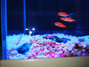 森森（SUNSUN）魚(yú)缸底砂玻璃砂魚(yú)缸裝飾造景彩色水族箱造景石 海藍玻璃腰果250g 曬單實(shí)拍圖