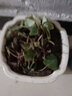 御春閣觀賞盆栽植物吊金錢別名虎耳草苗虎耳草盆栽金絲荷葉苗盆栽花卉 大苗3顆 不含盆 曬單實拍圖