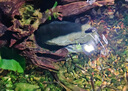 栗多魚(yú)魚(yú)缸換水神器吸魚(yú)糞便吸污清潔洗沙器魚(yú)缸清理?yè)Q水一體電動(dòng)抽水泵 60W透明款+3米水管+過(guò)濾芯+清潔布袋 曬單實(shí)拍圖
