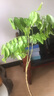 正宗海南黃花梨小葉紫檀金絲楠木沉香樹(shù)苗 地栽名貴樹(shù)苗 黃花梨80-90公分高 帶土帶葉 曬單實(shí)拍圖