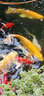 統一 錦鯉飼料 寶多福魚(yú)食魚(yú)糧不渾水高蛋白增體增色金魚(yú)觀(guān)賞鯉魚(yú)糧 【主食】10kg L大粒7.5mm 曬單實(shí)拍圖