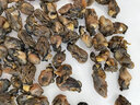 鰲鮮有貨 生蠔干福建特產(chǎn)牡蠣干煲粥生曬蠔鼓肉干海鮮干貨野生海蠣干 優(yōu)質(zhì)生蠔干（500g） 禮袋裝 曬單實(shí)拍圖