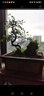 傾顏榆樹盆景 榔榆盆栽 掌上盆景造型 微型花卉綠植樹樁植物 中號S彎榆樹盆景（塑料原盆原土） 帶簡易原盆原土發(fā)貨 曬單實拍圖
