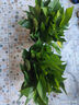 思蘭綠蘿盆栽大盆景室內(nèi)新房吸除甲醛鮮活綠植物花卉長藤大葉綠籮批發(fā) 180大純白盆儲水綠蘿【2盆】2肥 曬單實(shí)拍圖