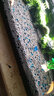 逸樂(lè )寵魚(yú)缸水草泥造景鋪底砂水族造景套餐水草種子基肥不渾水魚(yú)缸底沙 升級凈水版水草泥5斤+（基肥+種子） 曬單實(shí)拍圖