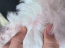 拉維佩特（LOVINGPET）狗狗衣服秋冬 寵物衣服中小型犬加厚狗狗衣服大型犬保暖狗馬甲 米黃色 2XL（建議15-20斤） 曬單實(shí)拍圖