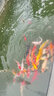 雄牧水立清魚塘凈水調(diào)水新塘水渾濁渾濁水變清魚蝦蟹水產(chǎn)養(yǎng)殖專用正品 水立清 1000g 6袋 曬單實(shí)拍圖