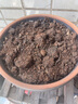 QCDD驅(qū)蚊草種子花種子庭院室內(nèi)陽臺四季易種開花香草艾草種籽花種籽子 驅(qū)蚊草種子500粒+肥 曬單實拍圖