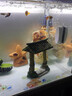 咪貝萌魚(yú)缸造景擺件寶塔水族裝飾陶瓷蝦缸創(chuàng  )意微景觀(guān)布景小型牌坊亭子 兩寸寶塔 彩色款 曬單實(shí)拍圖