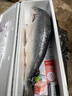 深悅勝冰鮮挪威整條三文魚 一整條三文魚切片刺身大西洋鮭日料海鮮禮盒 【分割】 禮盒裝 11斤 （送芥末醬油） 曬單實(shí)拍圖