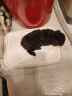 爱丽思 IRIS 狗厕所 防撕咬平板敞开式带网格宠物用品TFT49511 M茶色 实拍图