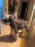 嬉皮狗（hipidog）狗狗鞋子秋冬季小型犬防臟不掉腳外出腳套泰迪比熊寵物鞋套防水鞋 邁洛灰 M 建議體重7-11斤 曬單實(shí)拍圖