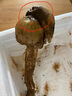 土地母親計劃 云南火把雞樅菌新鮮荔枝菌野生鮮菌菇未開(kāi)傘獨白雞樅菌云南特產(chǎn) 四川大涼山大雞樅菌 1000g 曬單實(shí)拍圖