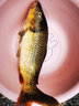 丸九天下無(wú)雙鯉魚(yú)旗日本進(jìn)口原裝荒食四大金剛黑坑野釣水庫釣魚(yú)垂釣餌 荒食800克【支持驗貨】 曬單實(shí)拍圖