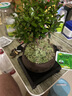 想開(kāi)祺典小葉赤楠盆景植物盆栽室內觀(guān)賞辦公客廳凈化空氣四季常青桌面 赤楠+紫砂盆+沙彌+底座 曬單實(shí)拍圖