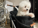 beberoadT3pro寵物推車(chē)提籃可分離遛狗小型犬貓咪外出神器寵物車(chē)輕便折疊 T3Pro黑色全布款（順豐送貨上門(mén)） 曬單實(shí)拍圖