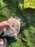 蒙太一 甲魚狂提 甲魚黑魚鯰魚誘魚劑 鱉類窩釣魚小藥 餌料野釣 買2囎1【共3瓶】更多客戶選擇 曬單實拍圖