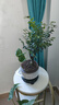 想開(kāi)小葉紫檀盆景樹(shù)樁植物老樁盆栽客廳桌面室內(nèi)綠植好養(yǎng)樹(shù)苗四季常青 單桿小葉紫檀+國(guó)粹青花484+底座 帶盆栽好 曬單實(shí)拍圖