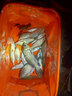 云上飄 魚(yú)具魚(yú)鉤套裝綁好的成品子線(xiàn)雙鉤火線(xiàn)防纏繞 臺釣大力馬伊豆鉤釣魚(yú)配件漁具垂釣用品 伊豆5#配0.4號火線(xiàn) 曬單實(shí)拍圖