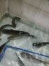 森森（SUNSUN）森森潛水泵魚(yú)缸循環(huán)泵低音抽水泵小型魚(yú)池過(guò)濾泵家用水陸換水泵 HQB-3500  水陸兩用 曬單實(shí)拍圖
