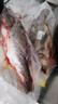 品鮮肴淡水魚(yú)生態(tài)淡水鱸魚(yú)無(wú)小刺河鱸魚(yú)漁民現捕鮮活魚(yú)現殺淡水海鮮水產(chǎn) 750-800g（凈膛前重量） 現殺1條 曬單實(shí)拍圖