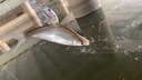 國王路亞三本鉤3X加強新防銹路亞海釣三爪鉤三錨鉤有倒刺魚鉤 14號/8枚/盒 曬單實拍圖