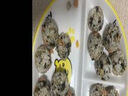 淵協(xié)搖飯團(tuán)神器寶寶米飯團(tuán)模具嬰兒搖搖樂(lè)輔食模具兒童拌飯團(tuán)喂飯器 搖飯器【2個(gè)裝】 曬單實(shí)拍圖