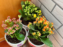 家中有果長(cháng)壽花重瓣花卉盆栽四季觀(guān)花植物 四季開(kāi)花盆栽帶花苞發(fā)貨 橘紅色菊戀帶花苞 不含盆 曬單實(shí)拍圖