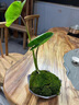尚華仕實(shí)木茶桌椅組合家用小戶型全實(shí)木茶桌輕奢大板根雕新中式陽臺(tái)茶桌 根雕茶桌 1米-1.2米（1靠山椅+2個(gè)凳子） 曬單實(shí)拍圖