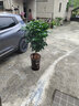 拓塞幸福樹(shù)盆栽植物室內大客廳樹(shù)樁平安發(fā)財大型盆景花卉綠植開(kāi)業(yè)送禮 幸福樹(shù) 1.5--1.8m高 不含盆 曬單實(shí)拍圖