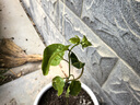 欽蜜9號(hào)百香果苗廣西純甜黃金樹(shù)苗庭院盆栽種植當(dāng)年結(jié)果帶土四季 5顆欽蜜黃金百香果（純甜無(wú)酸） 30-40cm 曬單實(shí)拍圖