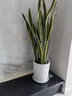 虎皮蘭大盆虎尾蘭盆栽客廳新裝修房子凈化空氣銀脈大顆虎皮蘭 金邊帶盆整高1米左右(含陶瓷盆) 曬單實(shí)拍圖