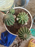 種花迷會(huì )開(kāi)花的仙人球 黑金剛仙人球會(huì )開(kāi)花的仙人掌類(lèi)植物開(kāi)大花群花的 紅花黑金剛自根高4-6直徑3-5cm 曬單實(shí)拍圖