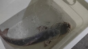 海桿魚(yú)輪全金屬頭紡車(chē)輪路亞遠(yuǎn)投海釣輪 海竿漁線輪 DF無(wú)意隙7000金屬輪+送100米魚(yú)線 曬單實(shí)拍圖