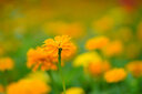 索尼（SONY） 全畫幅定焦鏡頭 【遠(yuǎn)攝定焦】FE135mmF1.8 GM 官方標(biāo)配 曬單實(shí)拍圖
