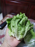 桃李村【順豐】新鮮奶油生菜 西餐沙拉蔬菜 500g 曬單實拍圖