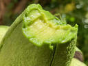 南步云南哈斯牛油果 孟連國(guó)產(chǎn)即食鱷梨巨無(wú)霸寶寶新鮮健康輕食水果 牛油果 6個(gè)裝 中果【100-140g】 曬單實(shí)拍圖